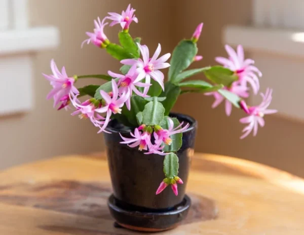 Pink Easter Cactus Live Plant - 2 Inch Pot - 5 Inch Tall - Spring Cactus