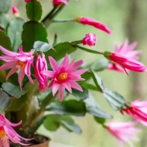Pink Easter Cactus Live Plant - 2 Inch Pot - 5 Inch Tall - Spring Cactus