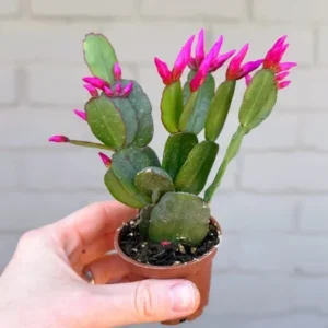 Pink Easter Cactus Live Plant - 2 Inch Pot - 5 Inch Tall - Spring Cactus