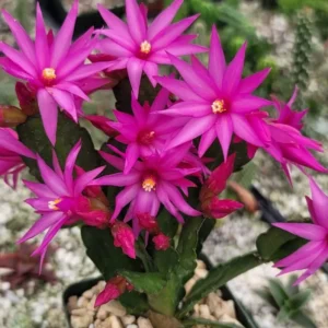 Pink Easter Cactus Live Plant - 2 Inch Pot - 5 Inch Tall - Spring Cactus