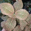 Pink Fittonia Nerve Plant Live Plant 4 inch Potted Houseplant