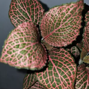 Pink Fittonia Nerve Plant Live Plant 4 inch Potted Houseplant