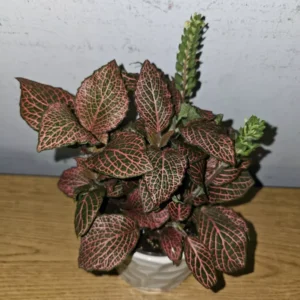 Pink Fittonia Nerve Plant Live Plant 4 inch Potted Houseplant