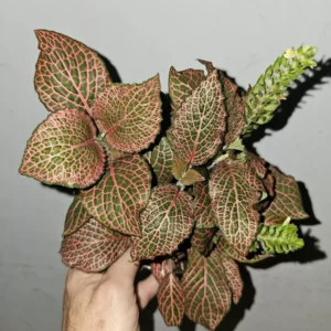 Pink Fittonia Nerve Plant Live Plant 4 inch Potted Houseplant