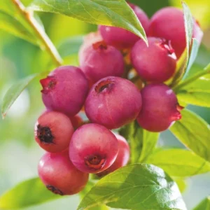 Pink Lemonade Blueberry Bush - Fruit Shrub - Pink Berries - Garden Plant