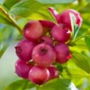 Pink Lemonade Blueberry Plant Live - 4 to 6 Inch Outdoor Shrub