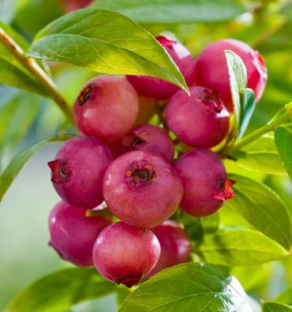 Pink Lemonade Blueberry Plant Live - 4 to 6 Inch Outdoor Shrub
