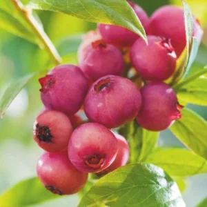 Pink Lemonade Blueberry Plant Live - 4 to 6 Inch Outdoor Shrub