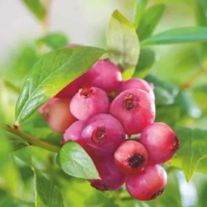 Pink Lemonade Blueberry Plant Live - 4 to 6 Inch Outdoor Shrub