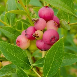 Pink Lemonade Blueberry Plant Live - 4 to 6 Inch Outdoor Shrub