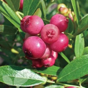 Pink Lemonade Blueberry Plant Live - 4 to 6 Inch Outdoor Shrub