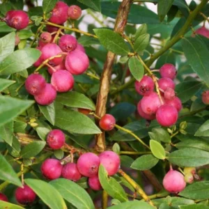 Pink Lemonade Blueberry Plant Live - 4 to 6 Inch Outdoor Shrub