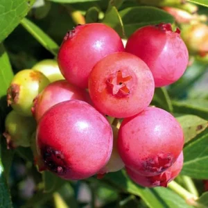 Pink Lemonade Blueberry Plant Live - 4 to 6 Inch Outdoor Shrub
