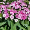 Pink Magic Dianthus Flower Plant - Multiple Pink Shades - 4 inch Pot