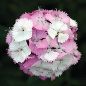 Pink Magic Dianthus Flower Plant - Multiple Pink Shades - 4 inch Pot