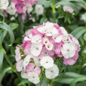 Pink Magic Dianthus Flower Plant - Multiple Pink Shades - 4 inch Pot