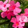 Pink Mandevilla Plants Set of 2 Live Tropical Vines 4 to 6 Inch Outdoor Garden