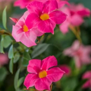 Pink Mandevilla Plants Set of 2 Live Tropical Vines 4 to 6 Inch Outdoor Garden