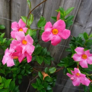 Pink Mandevilla Plants Set of 2 Live Tropical Vines 4 to 6 Inch Outdoor Garden