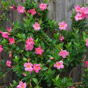 Pink Mandevilla Plants Set of 2 Live Tropical Vines 4 to 6 Inch Outdoor Garden
