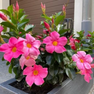 Pink Mandevilla Plants Set of 2 Live Tropical Vines 4 to 6 Inch Outdoor Garden