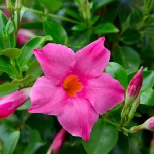 Pink Mandevilla Plants Set of 2 Live Tropical Vines 4 to 6 Inch Outdoor Garden