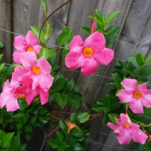 Pink Mandevilla Plants Set of 2 Live Tropical Vines 4 to 6 Inch Outdoor Garden