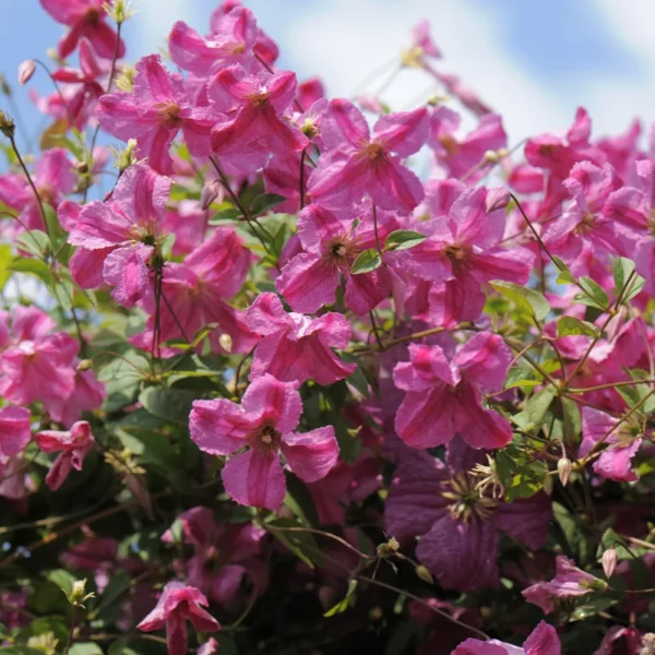 Pink Mink Clematis Plant - 4" Pot - Bright Pink Flowers - Summer Blooms