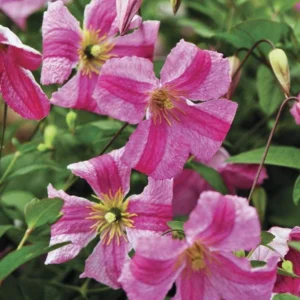 Pink Mink Clematis Plant - 4" Pot - Bright Pink Flowers - Summer Blooms