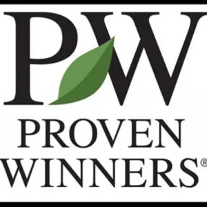 Pink Mink Clematis Plant - 4