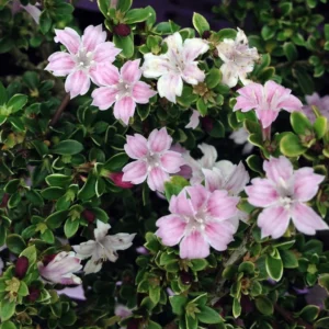 Pink Mountain Serissa Tree - 2.5