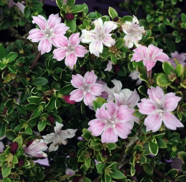 Pink Mountain Serissa Tree - 2.5" Pot - Live Houseplant Bonsai