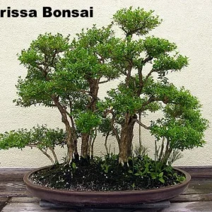 Pink Mountain Serissa Tree - 2.5" Pot - Live Houseplant Bonsai