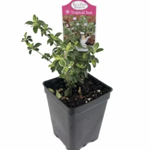Pink Mountain Serissa Tree - 2.5