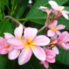 Pink Plumeria Plant Singapore Frangipani - 4 Inch Pot Exotic Flower