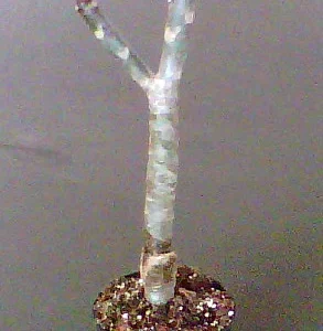 Pink Plumeria Plant Singapore Frangipani - 4 Inch Pot Exotic Flower