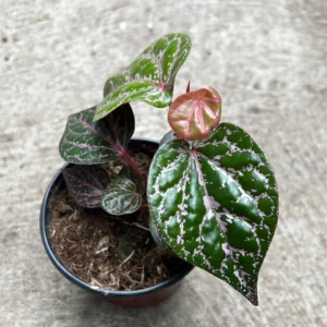 Piper Crocatum Plant Unique Houseplant Indoor Foliage