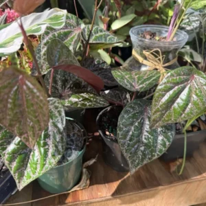 Piper Crocatum Plant Unique Houseplant Indoor Foliage