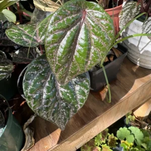 Piper Crocatum Plant Unique Houseplant Indoor Foliage