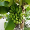 Plantain Tree Organic - Live Fruit Tree - Ready to Plant