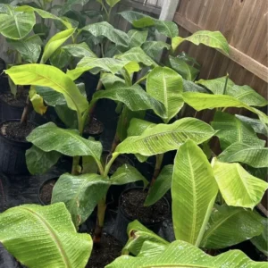 Plantain Tree Organic - Live Fruit Tree - Ready to Plant