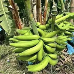 Plantain Tree Organic - Live Fruit Tree - Ready to Plant