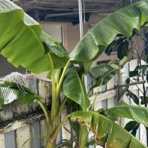 Plantain Tree Organic - Live Fruit Tree - Ready to Plant