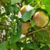 Plumcot Tree Dapple Dandy - Plum & Apricot Hybrid - 2-3 Ft Tall Plant