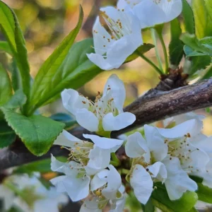 Plumcot Tree Dapple Dandy - Plum & Apricot Hybrid - 2-3 Ft Tall Plant