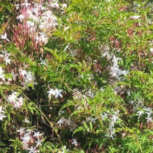 Polyanthum Jasmine Plant 3pk - 2 inch - Live Plant Starter