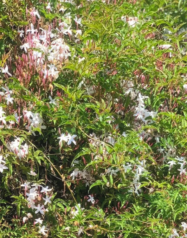 Polyanthum Jasmine Plant 3pk - 2 inch - Live Plant Starter