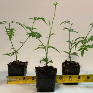 Polyanthum Jasmine Plant 3pk - 2 inch - Live Plant Starter