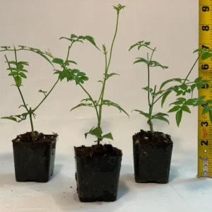 Polyanthum Jasmine Plant 3pk - 2 inch - Live Plant Starter