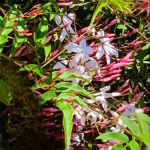 Polyanthum Jasmine Plant 3pk - 2 inch - Live Plant Starter